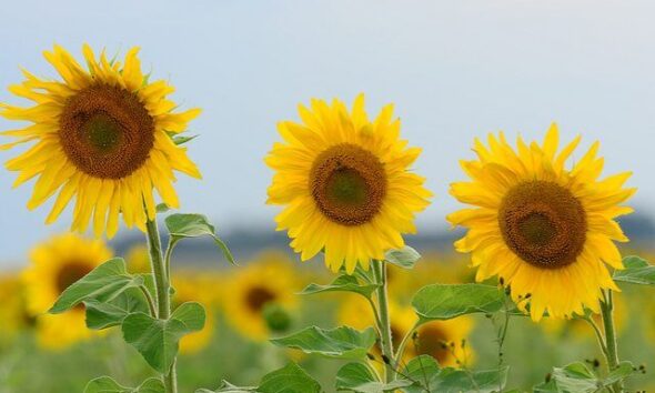 sunflower by Marcel Sigg via flickr