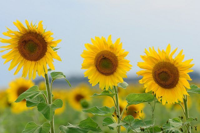 sunflower by Marcel Sigg via flickr