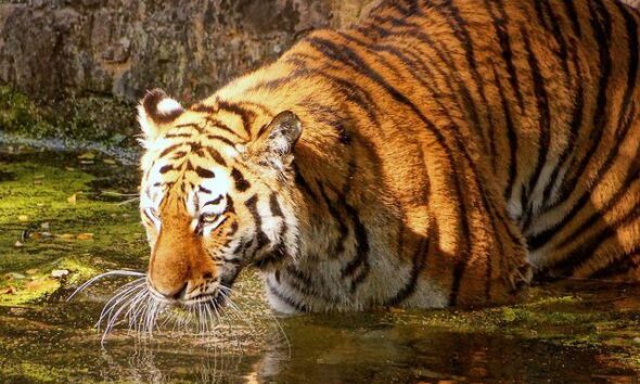 tiger by Stiller Beobachter via flickr