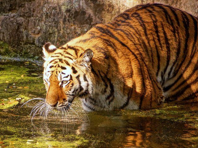 tiger by Stiller Beobachter via flickr