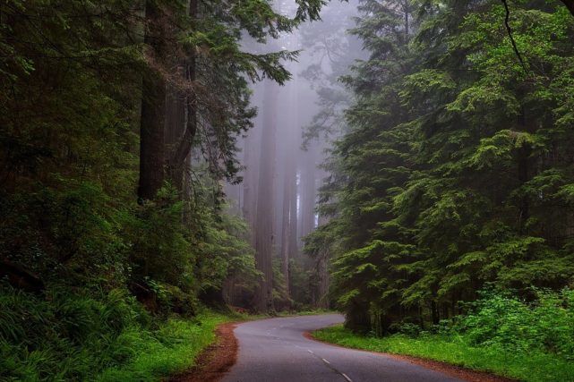 Road through forest