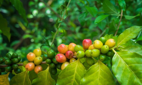 guide to protect berry crops