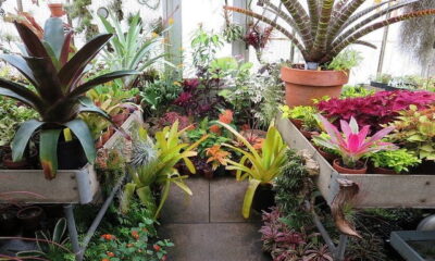 exotic vibe tropical plants
