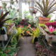 exotic vibe tropical plants