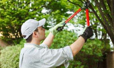 eco-friendly tree maintenance