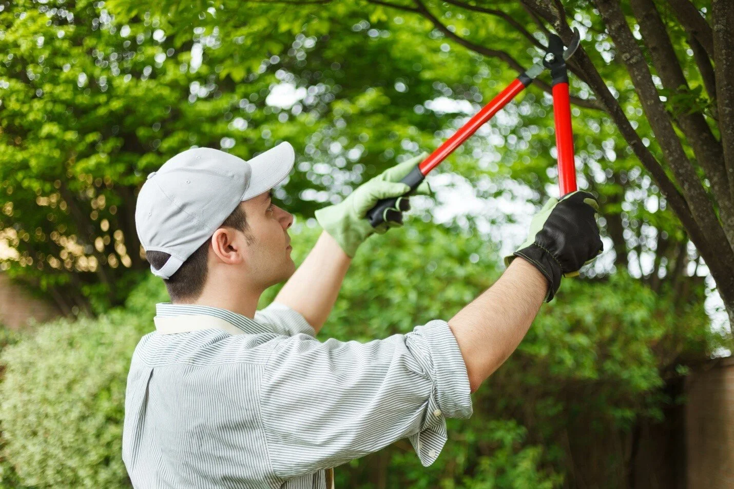 eco-friendly tree maintenance
