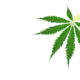 Eco-Friendly Cannabis
