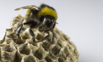 remove Bumblebees environmental risks