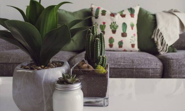 improve air quality green home