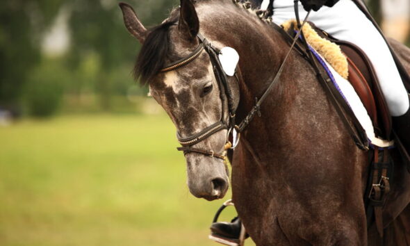 sustainable jockey club