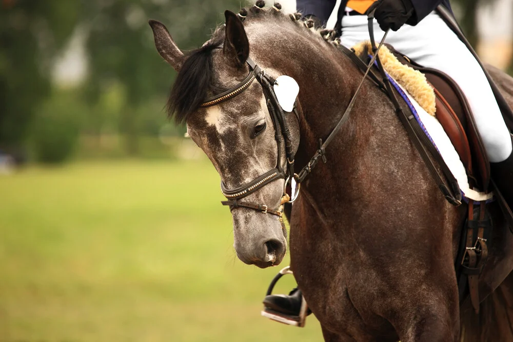 sustainable jockey club