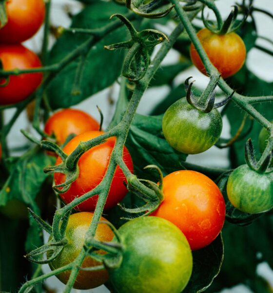 eco-conscious consumers