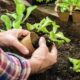 eco-friendly organic gardening