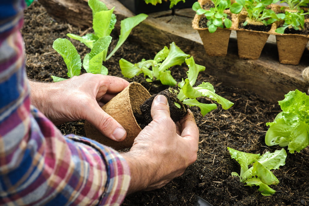 eco-friendly organic gardening
