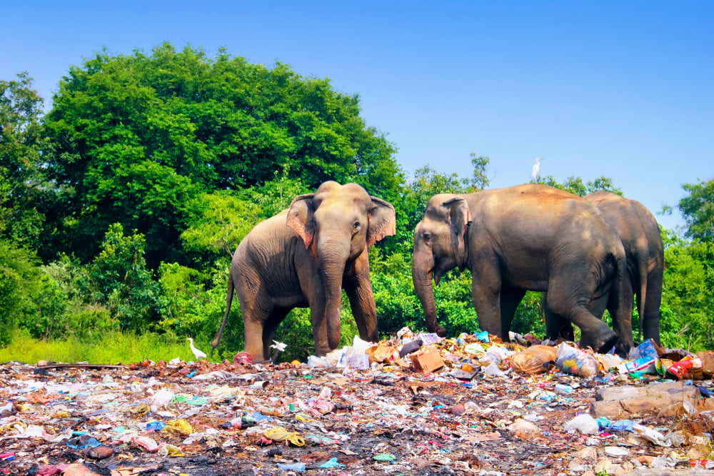 plastic bags kills wildlife