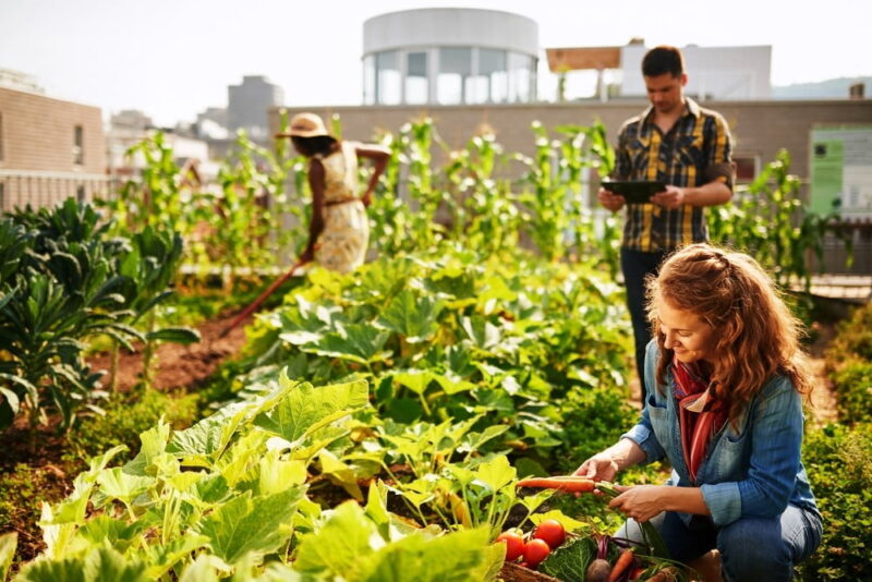 How To Create A Sustainable Garden - Blue & Green Tomorrow