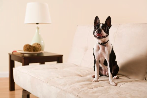 Dog is sitting on the bed