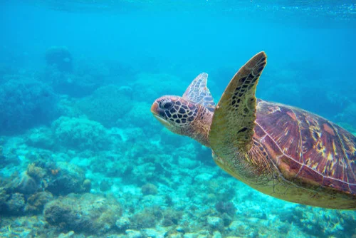 marine life ocean