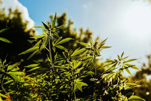 hemp crop