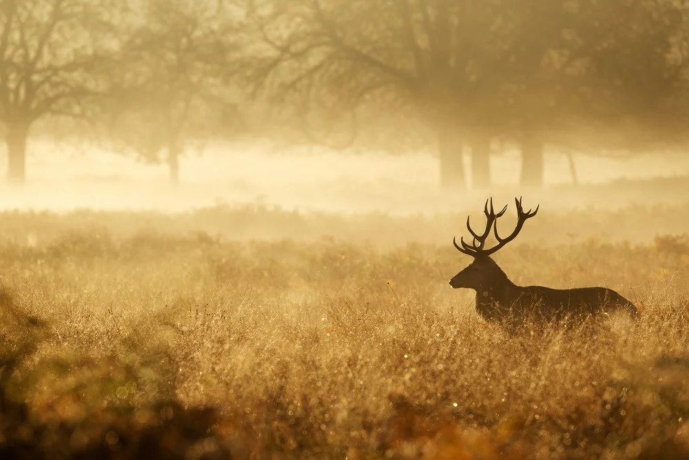 eco-friendly hunting