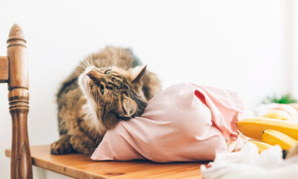 eco-friendly cat owners