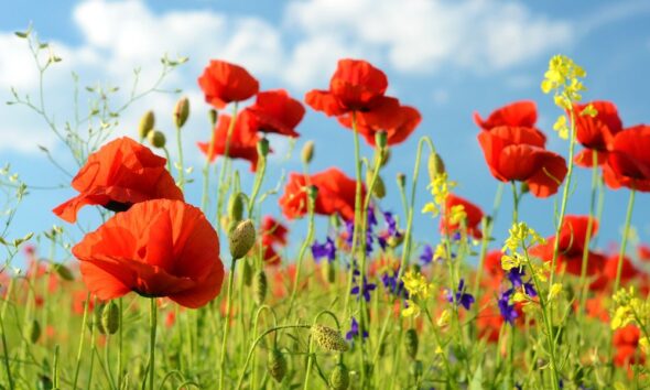 flowers for stress relief