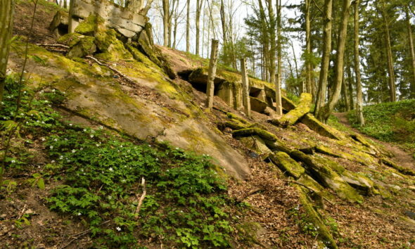 Many Flowers Destroyed Amid COVID-19