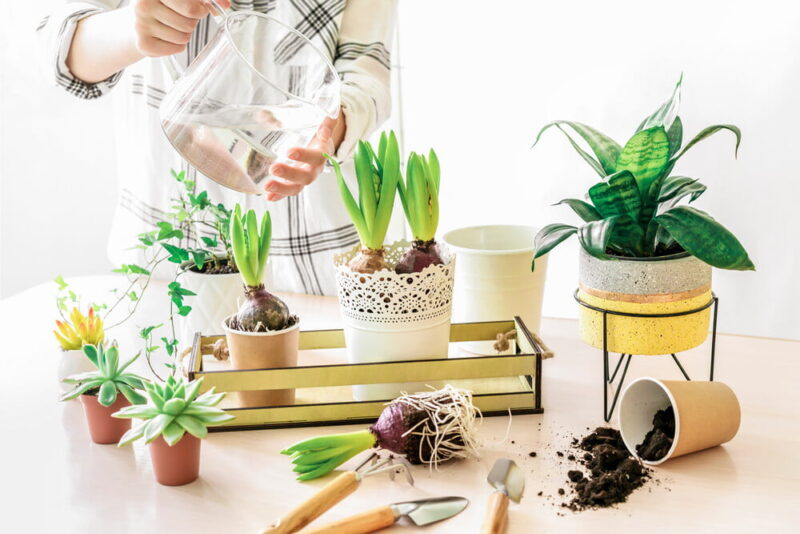 Ready To Build Your Urban Garden? How To Grow Healthy Plants Indoors