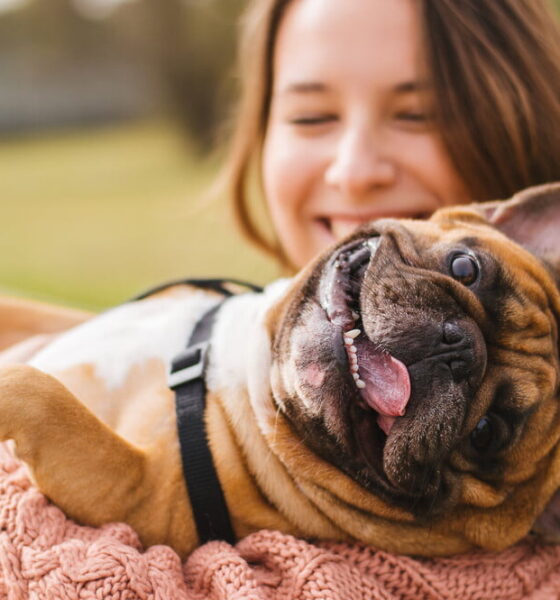 happy dog, pet care