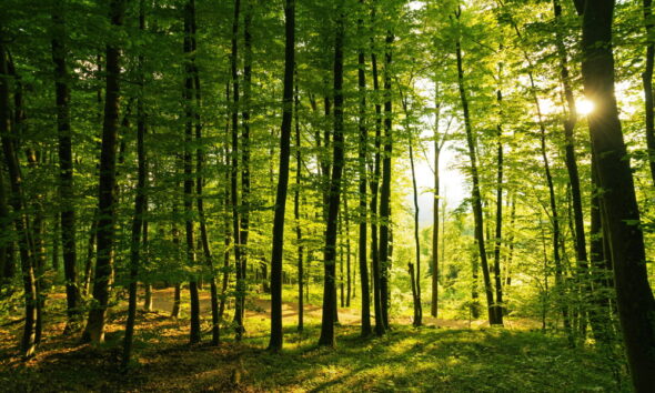 sustainable forestry