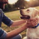 eco-friendly dog ownership for sustainable pet owners