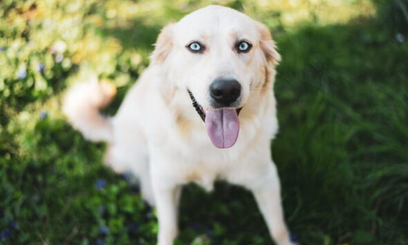 eco-friendly dog ownership as dog gets older