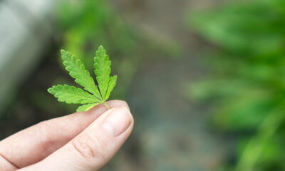 eco-friendly cannabis user