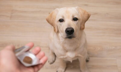 sustainable pet ownership with natural remedies