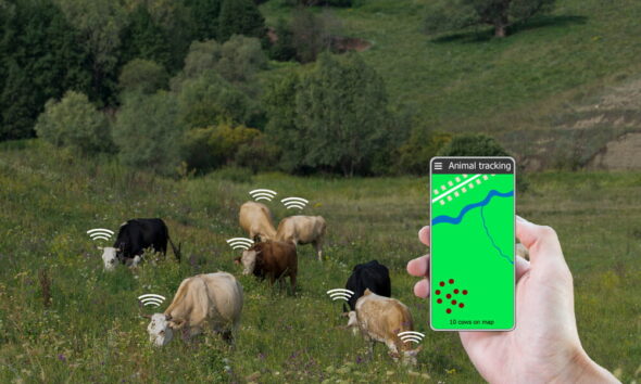 tracking cattle for eco-friendly homesteaders