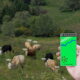 tracking cattle for eco-friendly homesteaders