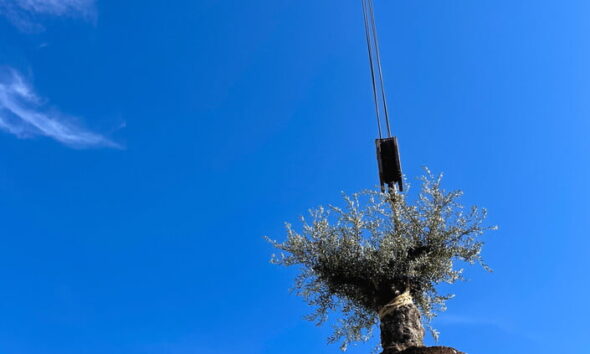 eco-friendly tree removal