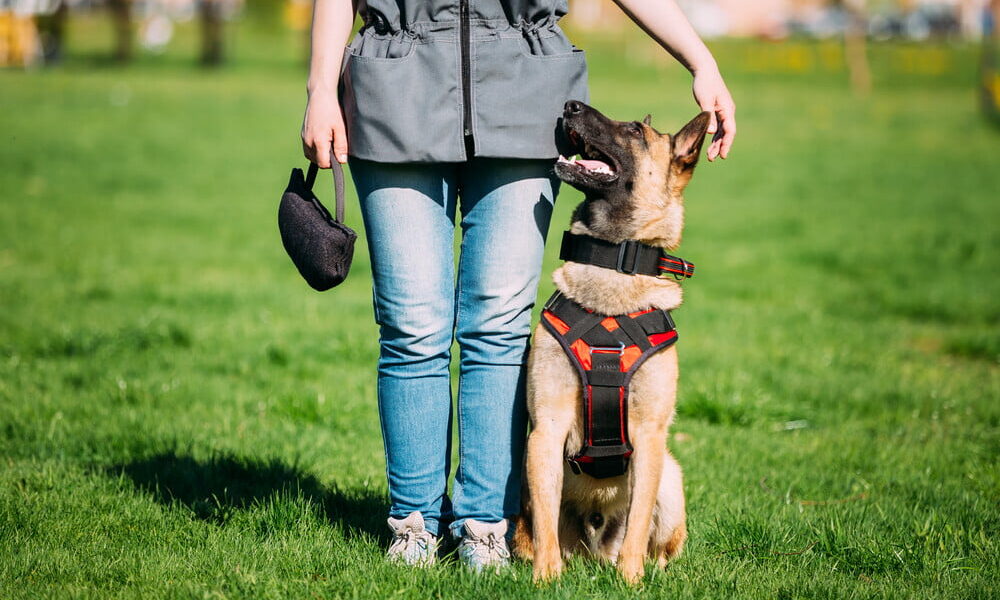 eco-friendly dog training tips