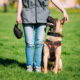 eco-friendly dog training tips