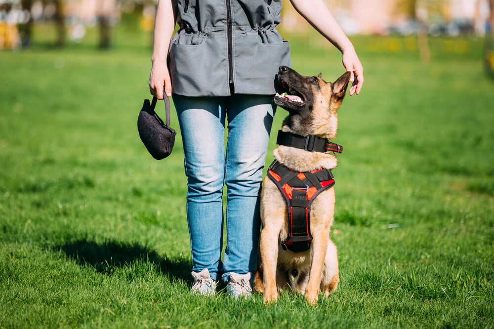 6-eco-friendly-dog-training-tips-you-should-start-doing