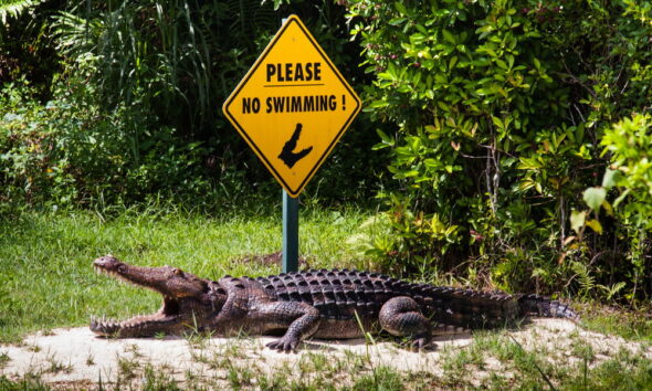 four animals in South Florida affected by environmental practices