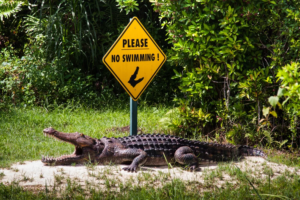 four animals in South Florida affected by environmental practices