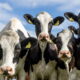 eco-friendly farmers should use cattle tags
