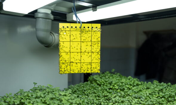 eco-friendly termite control