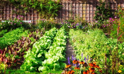 benefits of having an eco-friendly garden
