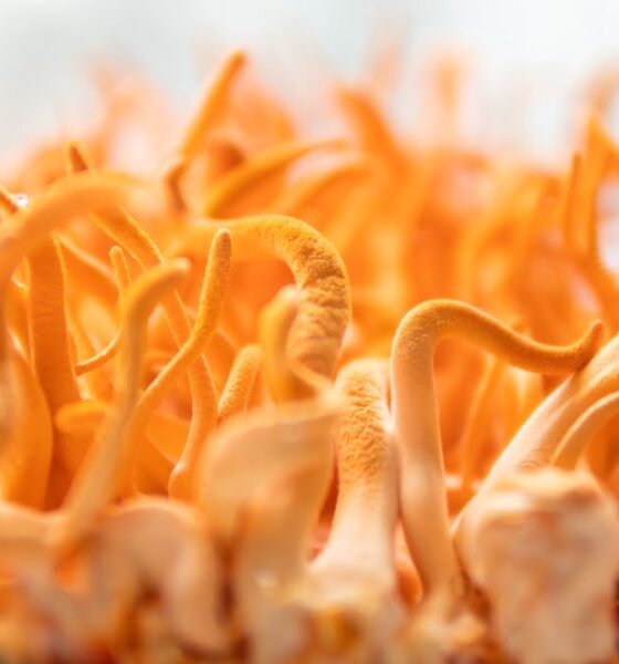 Cordyceps are great for people following eco-friendly healthy diets