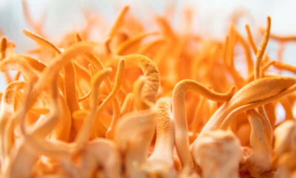 Cordyceps are great for people following eco-friendly healthy diets