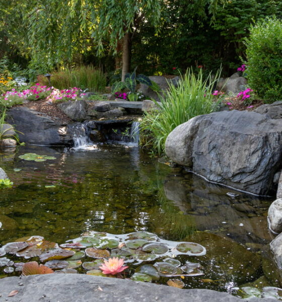 Backyard ponds can improve your local ecosystem
