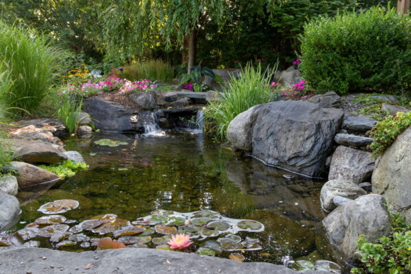 Backyard Ponds Can Improve the Eco-System Near Your Property