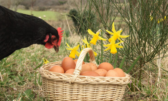 start an ethical business running a free-range chicken farm